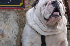 "Chien français" ("French Dog"), Les Baux-de-Provence, Provence, France