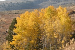 "Golden Aspens", Big Horn Mountains, Wyoming