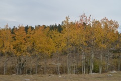 "Fall in Wyoming X", Big Horn Mountains, Wyoming