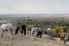 "Wild Horses of the Little Big Horn" Montana
