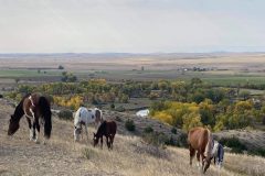 "Wild Horses of the Little Big Horn II" Montana