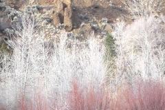 "Lone Buffalo", Wyoming