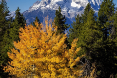 "Nature's Paintbrush" Wyoming