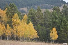 "Fall in Wyoming I", Big Horn Mountains, Wyoming