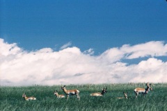 "Pronghorns", High Plains, North America