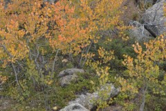 "Fall in Wyoming II", Big Horn Mountains, Wyoming
