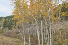 "Fall in Wyoming III", Big Horn Mountains, Wyoming