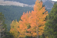 "Fall in Wyoming IV", Big Horn Mountains, Wyoming