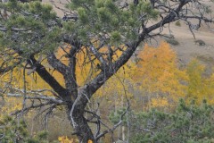 "Fall in Wyoming V", Big Horn Mountains, Wyoming