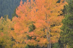 "Fall in Wyoming VI", Big Horn Mountains, Wyoming