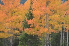 "Fall in Wyoming VII", Big Horn Mountains, Wyoming