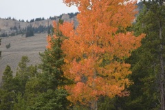 "Fall in Wyoming VIII", Big Horn Mountains, Wyoming