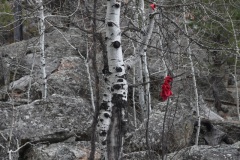 "Aspens and Prayer Rags", Devil's Tower, Wyoming