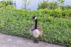 "Goose on one foot near Arkansas River", in Wichita. KS