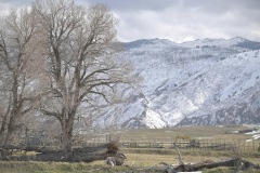 "Wilderness in Winter", Near the Big Horn Mountains, Wyoming